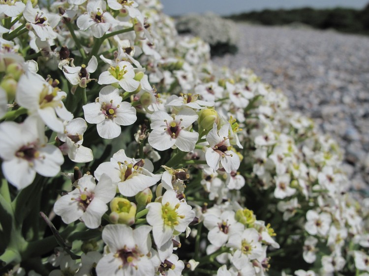 Crambe maritima